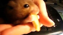 killing hamster!! loool