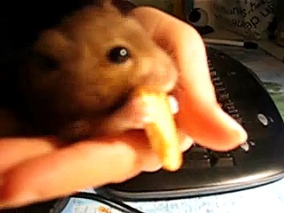killing hamster!! loool
