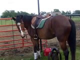 Cowgirls Saddle