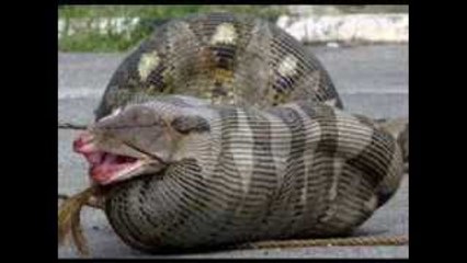 Worlds biggest snake found alive in Brazil