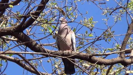 O canto da asa branca. Pombão, Patagioenas picazuro, Fauna,