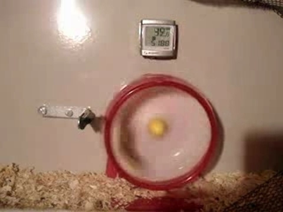 amv super speed hamster