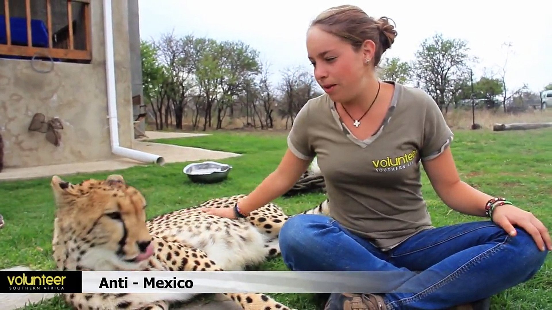 Cheetahs Raised By Meerkats?! - Volunteer Southern Africa