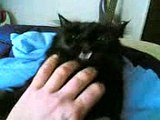 Gatto nero inkazzato