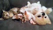 Kittens & Puppy Chillin' Together (Cuteness Overload)