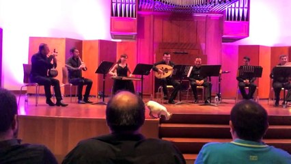 A Cat Wanders Onstage During a Folk Concert