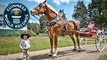 World's Tallest Horse - Meet The Record Breakers - Guinness World Records