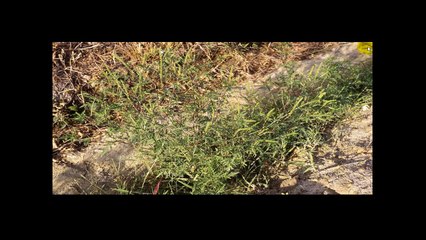 Internal Medicine Grand Rounds:  Occupational Skin Disorders