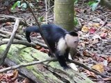 White-Faced Capuchin Monkey - Costa Rica
