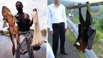 World's 10 Biggest Animals of Its Kind