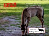 Tennessee Walking Horses For Sale - 07-14-2014