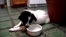 Border Collie/Great Pyrenees Mix and her Water Bowl