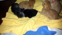 One week old Siberian kittens.   So cute!