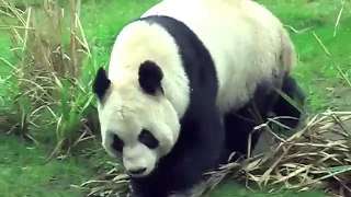 Tian Tian the  female panda goes for a stroll