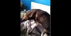 Alaskan Malamute Dog Is The Best Alarm Clock Ever