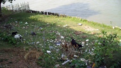 Indian River - Ganga (Ganges) IV
