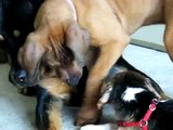 Beagle Puppy Attacks Toy, Rottweiler & Co. Amused