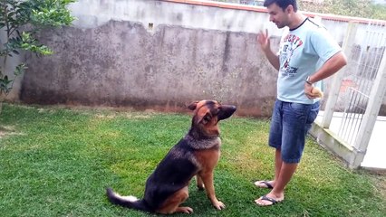 Adestramento básica de um cachorro da raça Pastor Alemão