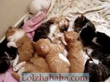 Sleeping Kittens
