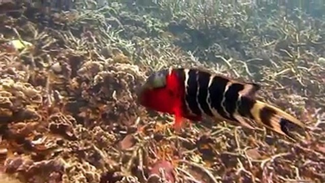 diving in koh tao koh samui 2015