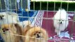 Barking, Pomeranian Dogs, Singing, funny, cute, lots of puppies