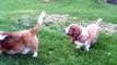 Fred and Max  the Basset Hounds go hunting