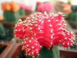 Calquin: Cactus, Suculentas e Injertos / Cactus Grafts