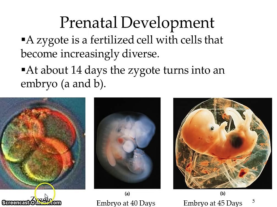 AP Psychology Unit 5 Prenatal Development Lecture
