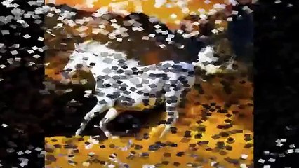 SI PUEDES CREER . LILY  GOODMAN... (IMÁGENES DE CABALLOS)