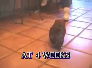 Perry  " the muppy " CHOW CHOW mix puppy