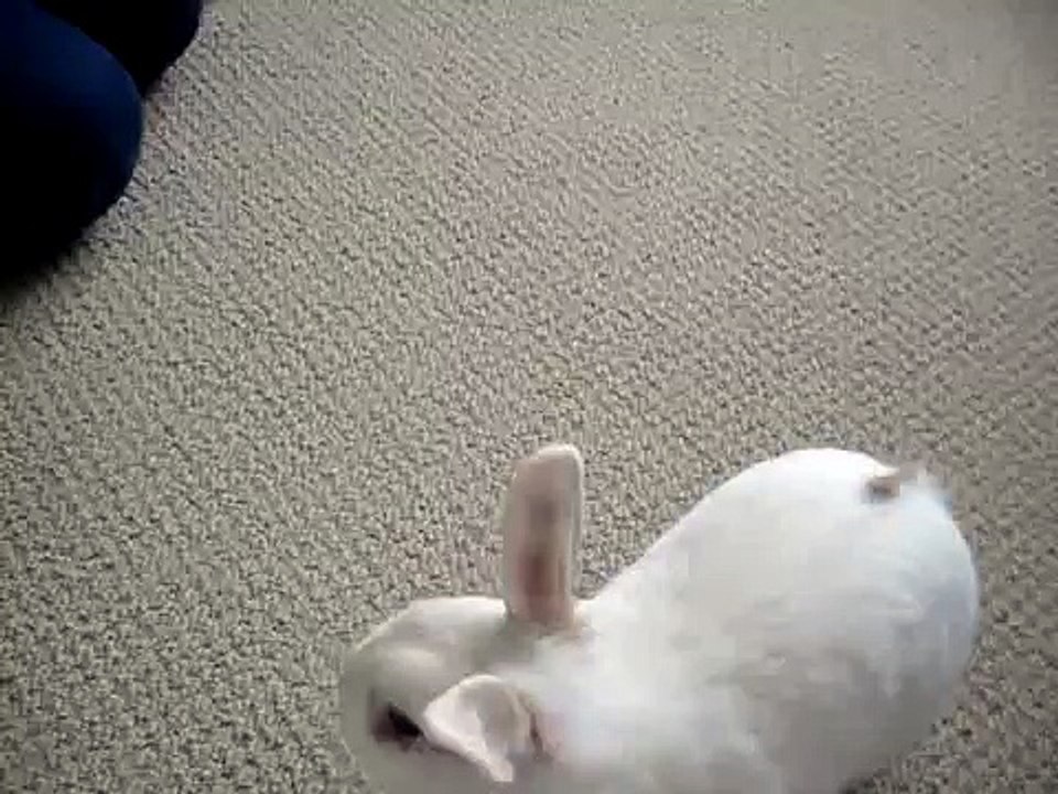 Cute Bunny chasing food