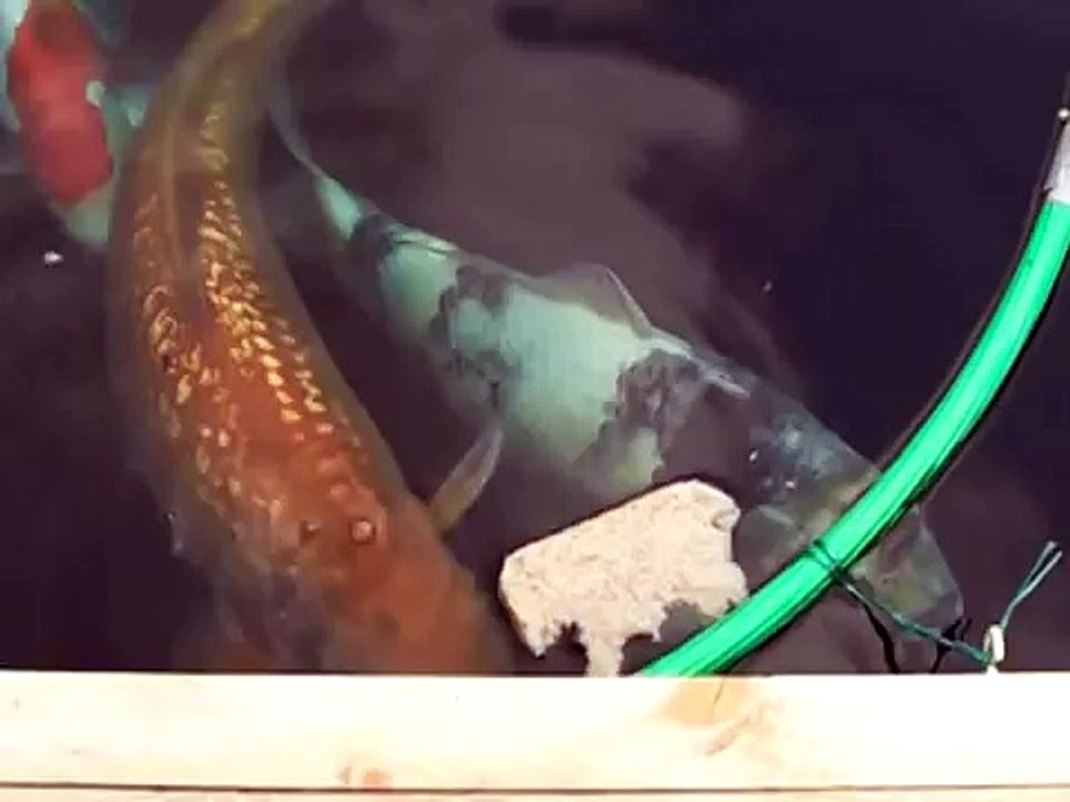 Koi eating Bread