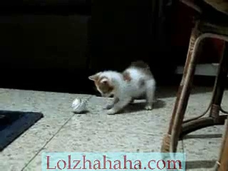 Sushi - my new kitten