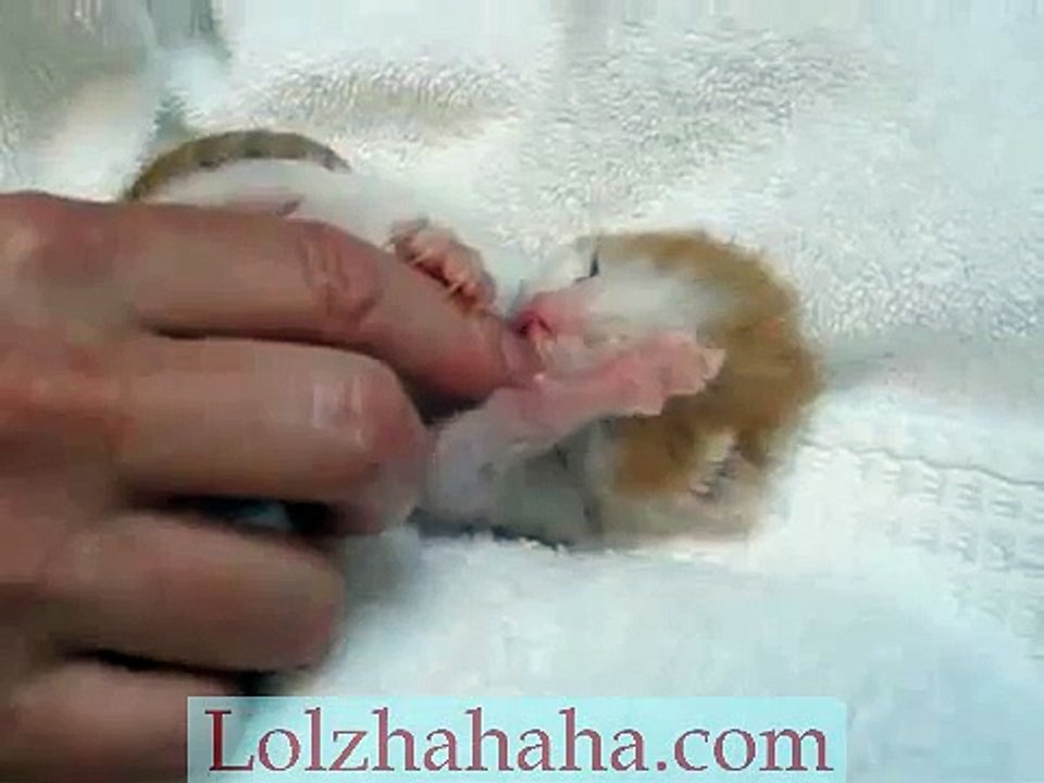 sweet kitty