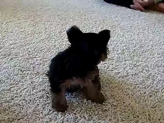 harley barking 6 weeks old