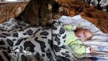 Cat lulling a baby _ Кошка убаюкала ребенка