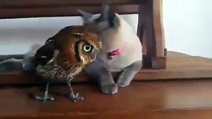 Cat plays with his friend