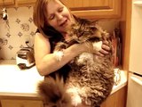 Grumpy Maine Coon cat yodeling