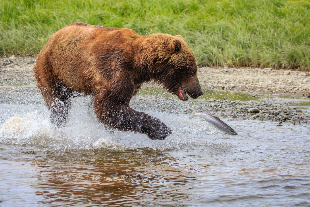 Brown Bears Go Fishing in Alaska