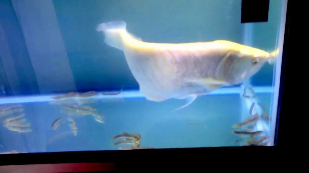 アルビノシルバーアロワナとドジョウ