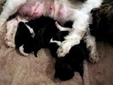 4 seven days old Shih Tzu Puppies drinking milk from mom, one rolls down, funny