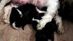 4 seven days old Shih Tzu Puppies drinking milk from mom, one rolls down, funny