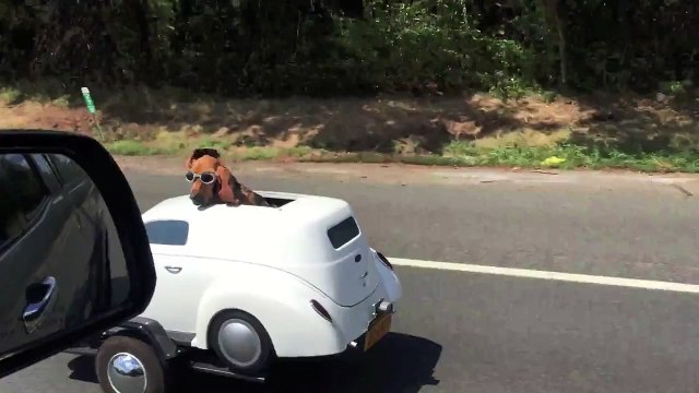 Une remorque mini-voiture pour chien ! On part quand en vacances ?