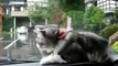 Кот ловит автомобильный дворник cat catches the wiper