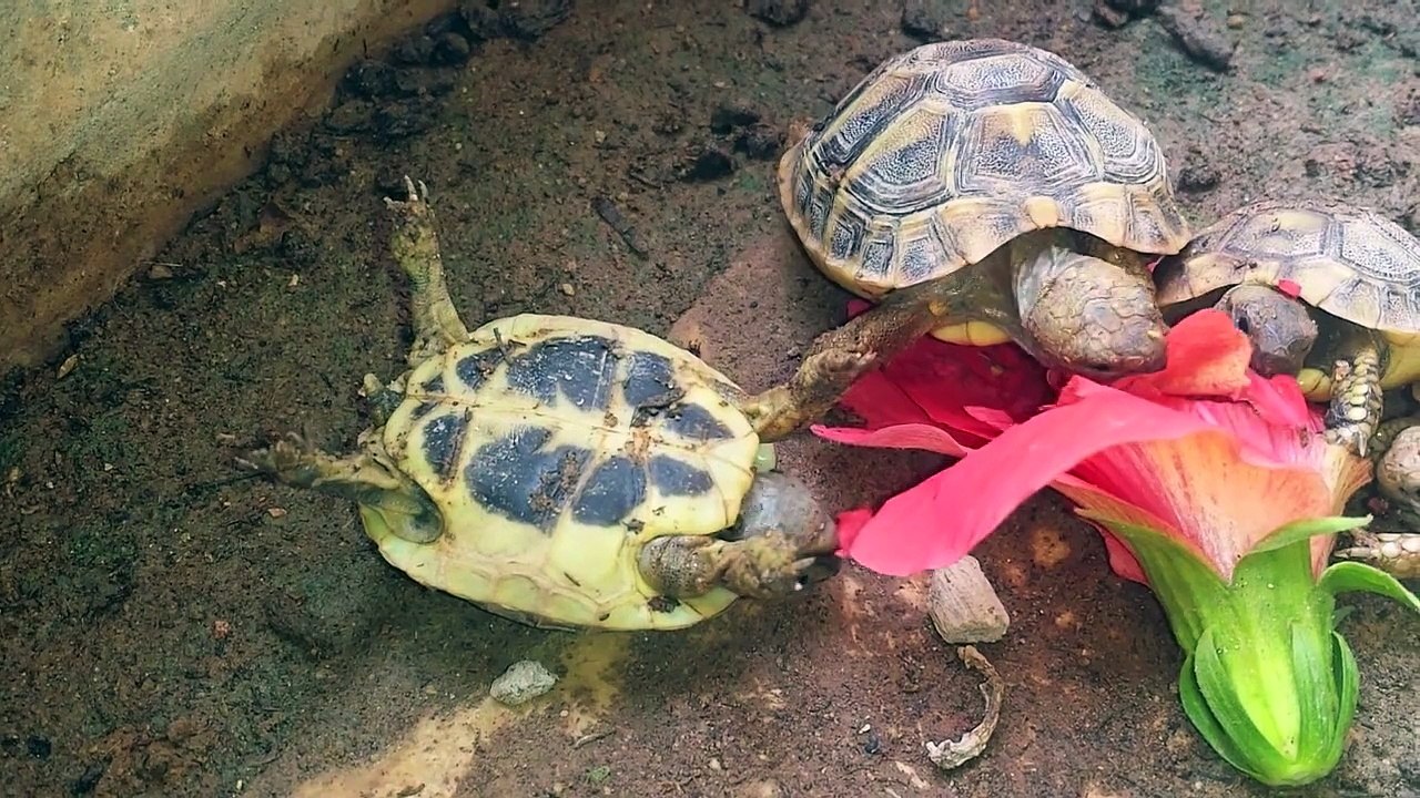 Une tortue mange un ibiscus les 4 pattes en l'air !