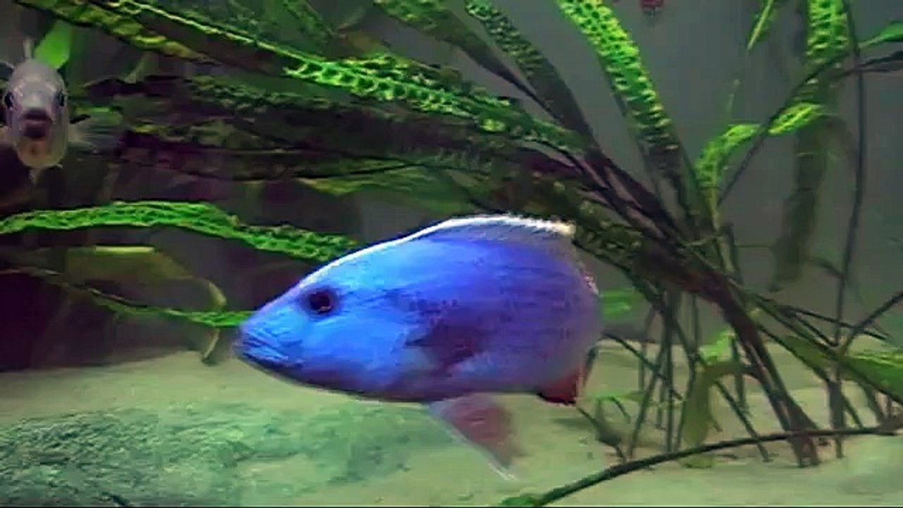 Dimidiochromis kiwinge VS Nimbochromis fuscotaeniatus