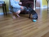 German Shorthaired Pointer - Dieter obeying a few commands