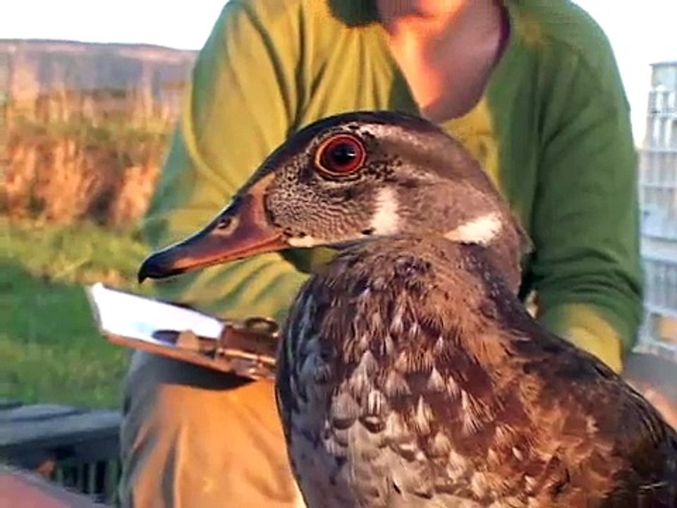 Drake Wood Duck Identification