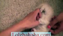 Tickling a kitten _)