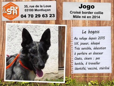 Jogo, croisé border collie : adopté